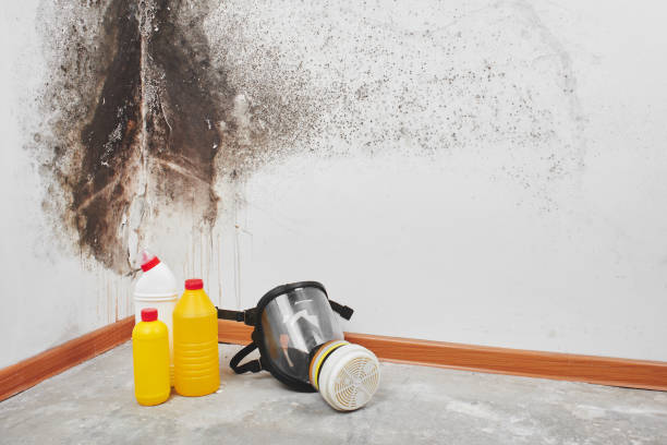 Best Mold Remediation Services  in Clarksville, VA