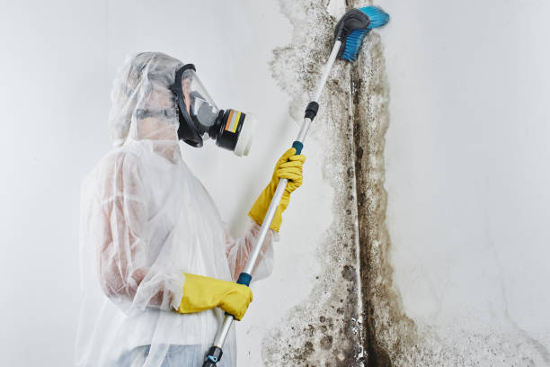 Best Mold Testing  in Clarksville, VA