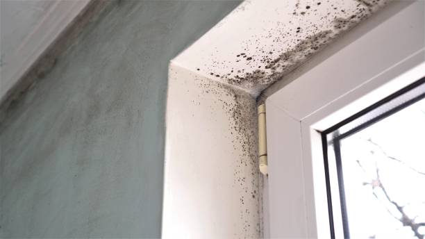 Best Residential Mold Removal  in Clarksville, VA