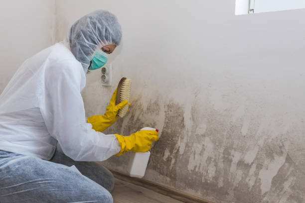 Home Mold Removal in Clarksville, VA