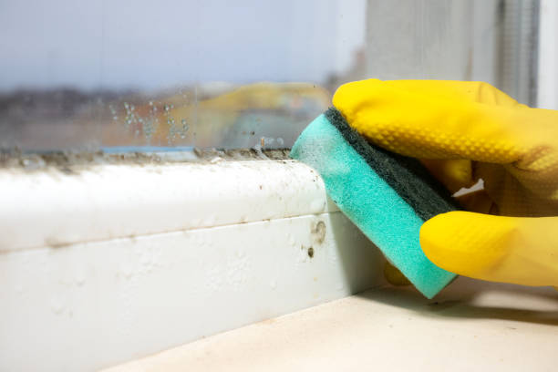 Best Same-Day Mold Removal  in Clarksville, VA
