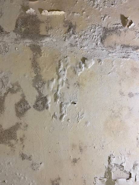 Best Fast Mold Removal  in Clarksville, VA