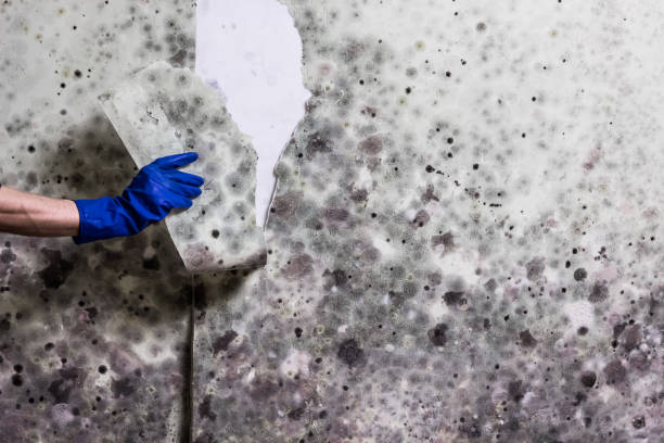  Clarksville, VA Mold Removal Pros