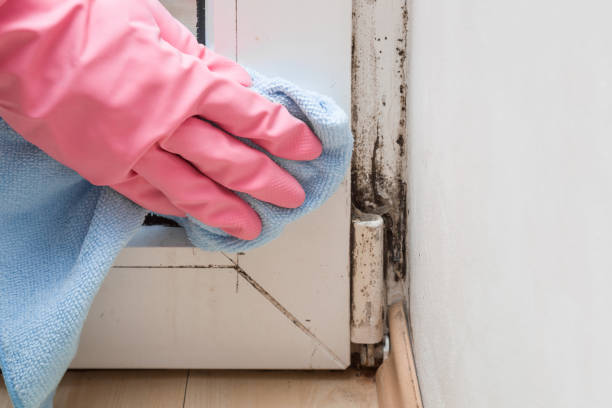 Best Home Mold Removal  in Clarksville, VA